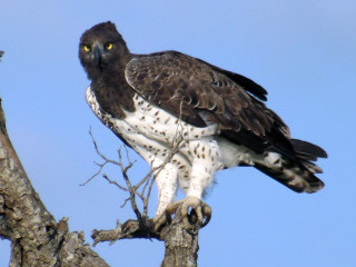 Боевой_орёл_polemaetus_bellicos_00