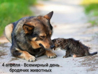 -Бродячие-Животные-