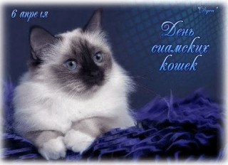 -Сиамская-Кошка-