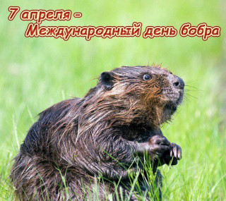-День-Бобра-