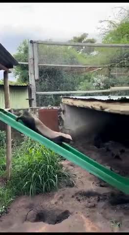 Почему_даже_львы_уходят_от_медоеда_молча360P