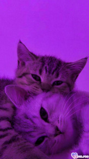 -398035-Котики-