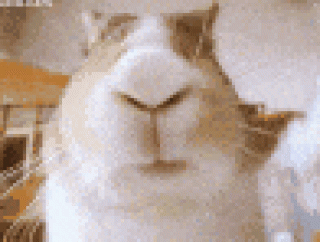 GIF_20260408_145112_398-world79_spcs_bio