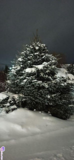 Foiz_PRO_IMG_20260107_020628