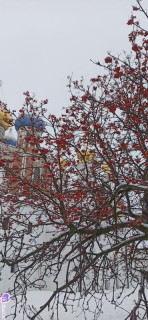 Foiz_PRO_IMG_20260108_142600