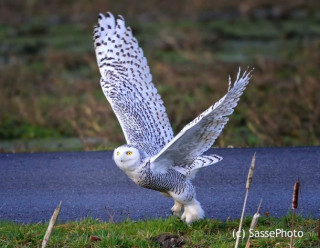 Полярная_сова_05