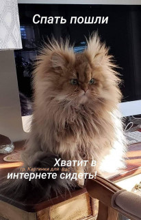 -Лохматость-