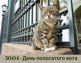 -Полосатый-Котик-