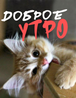 -Котик-
