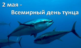-День-Тунца-