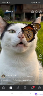 -438943-Кот-и-Бабочка-