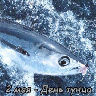 -День-Тунца-