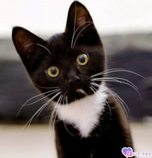 -145321-Котик-