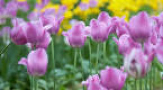 images-15