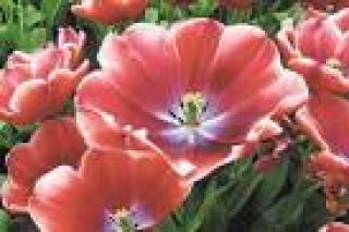 images-16