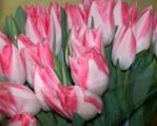 images-17