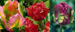 images-18