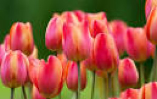 images-2
