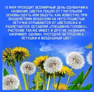 -Одуванчик-