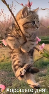 -Котик-