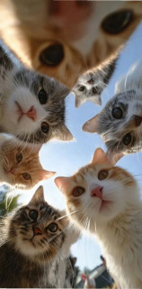 -Котики-