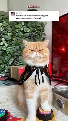 cat_розумний_харитон