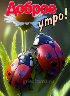 -Божья-Коровка-