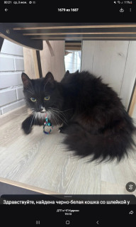 -Черный-котик-