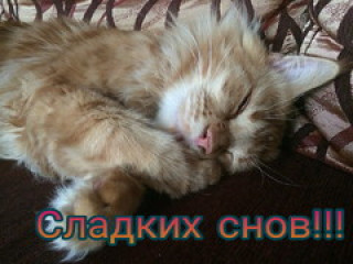 Сладк_снов701