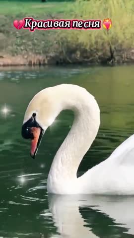 video_14284054530672