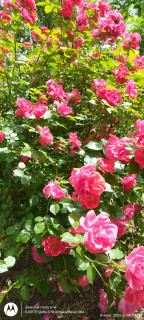 IMG_20260608_142023