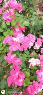 IMG_20260607_121348