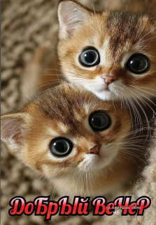-Котики-