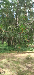 IMG_20260614_111723