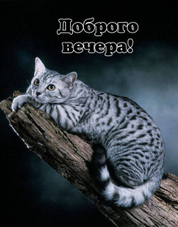 -Добрый-Вечер-