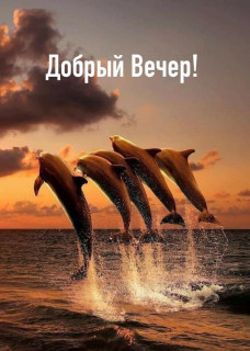 -Дельфины-