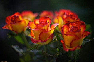 4b87c9ccc5a240df0a42dab40f072290