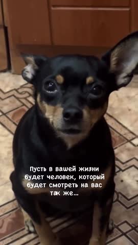 любовь_життя_вірність_тварини