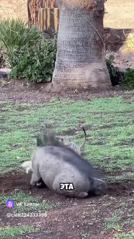 Тимон