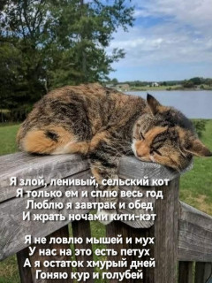 -Сельский-котик-