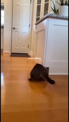 УМНЫЕ_КОТЯРЫ