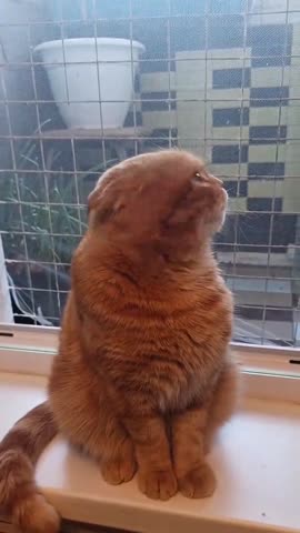 6_косарей_когда_отдашь