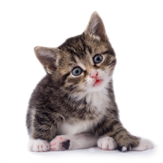 cat_PNG106
