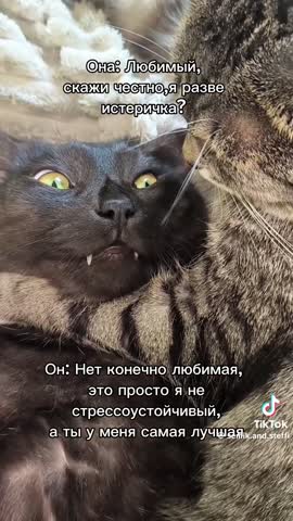 Ми ми ми