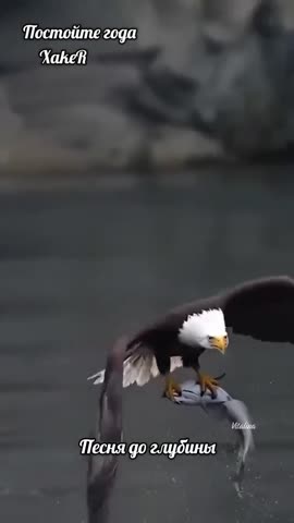 video_12579243038195