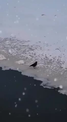 video_12075154150834