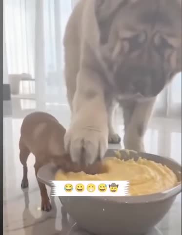 video_16245734268862