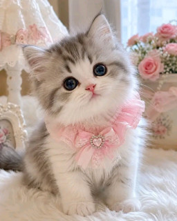 -Котик-