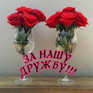 -Роза-Дружба-
