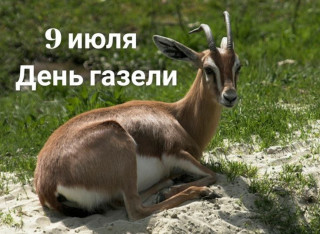 -День-Газели-